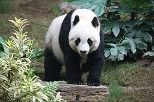 Großer Panda, Pandabär